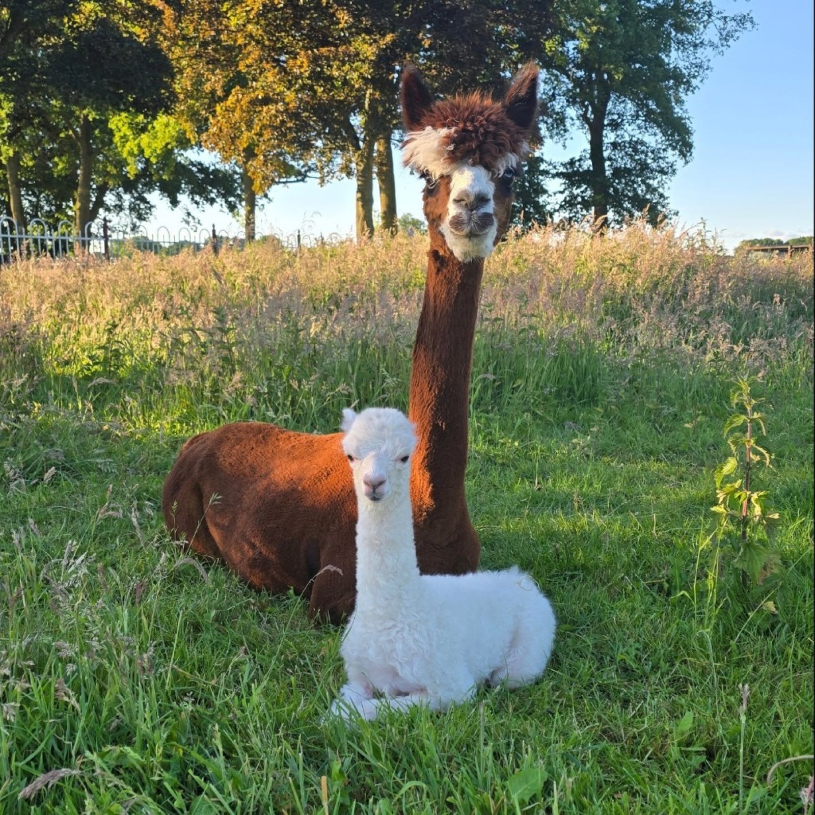 Alpaca met jong rustend op de weide
