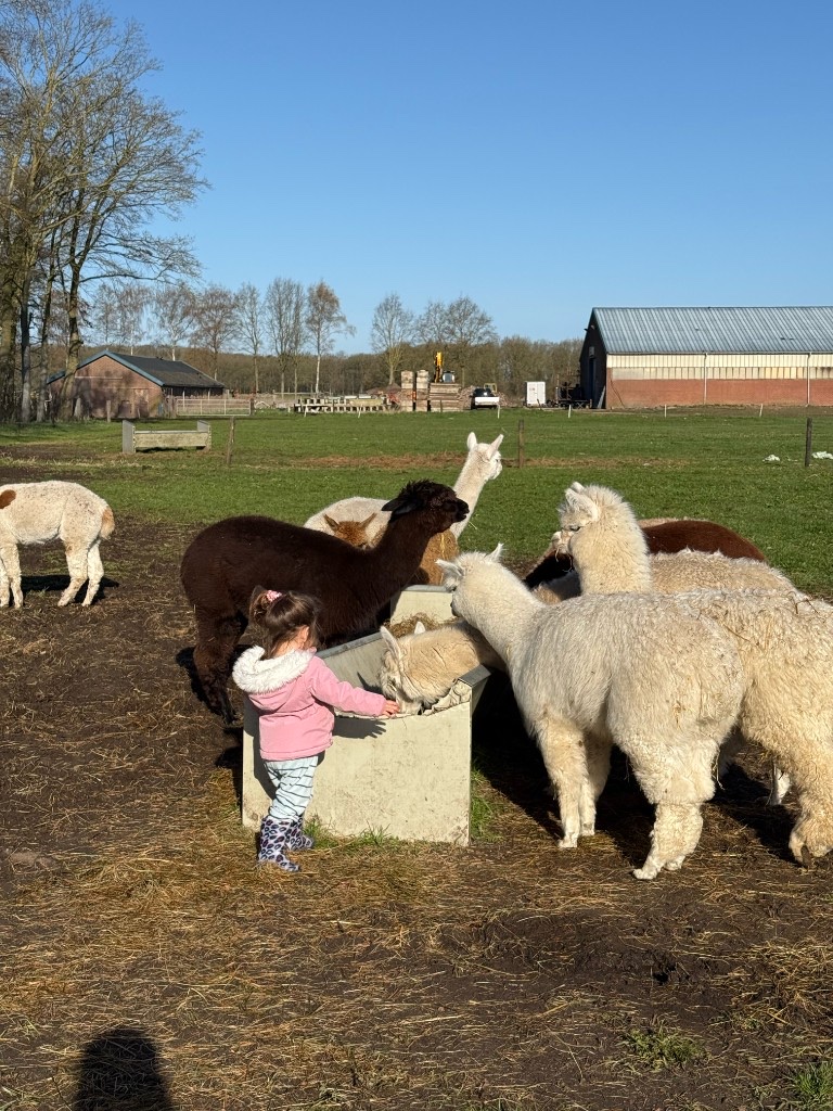 Alpaca's
