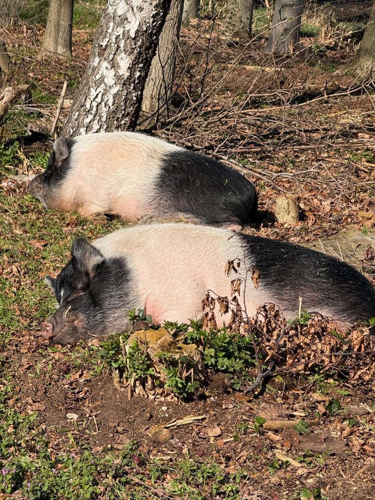 Varkens