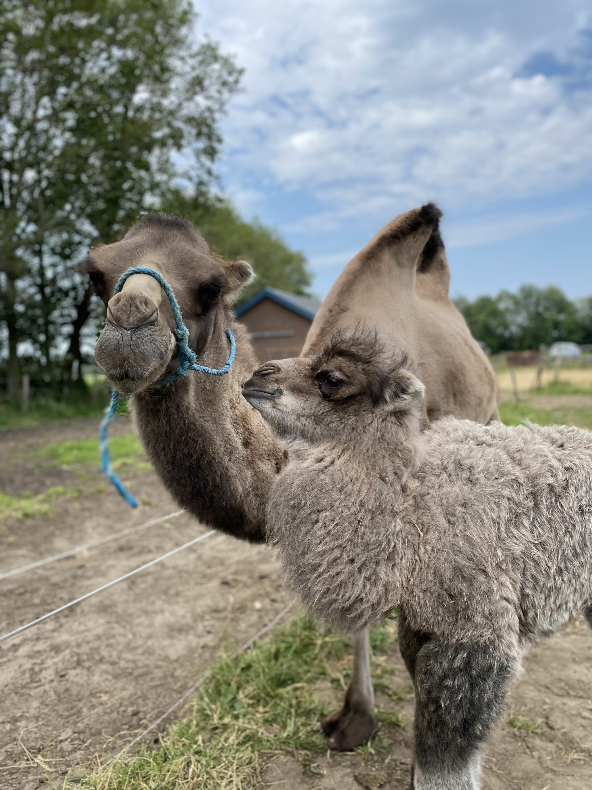 Weide op de Kamelenweide