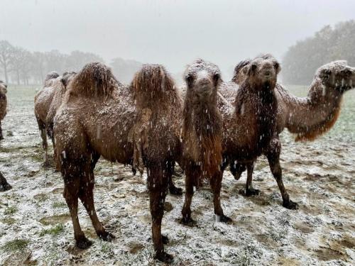 Kamelen in de sneeuw