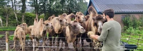 Hooi voeren aan kamelen